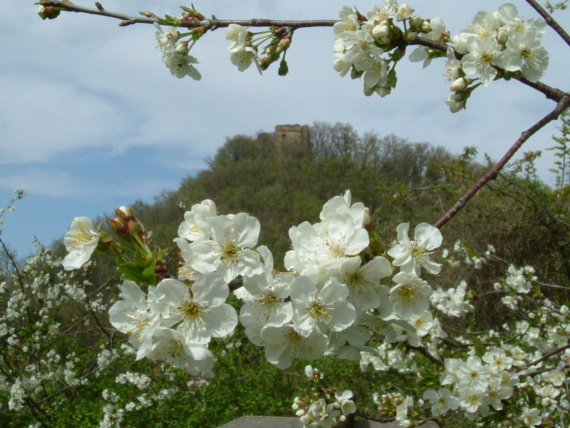 Prunus Avium